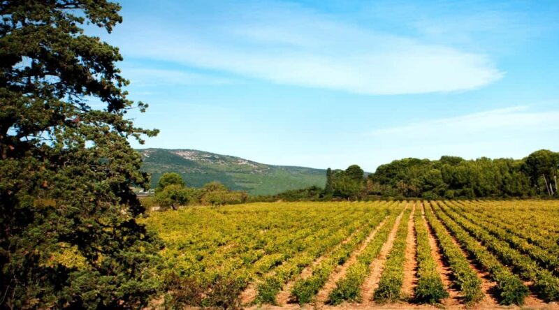 Mas Rouge: Tour and Tasting of Muscat near Montpellier - What to Expect at Mas Rouge