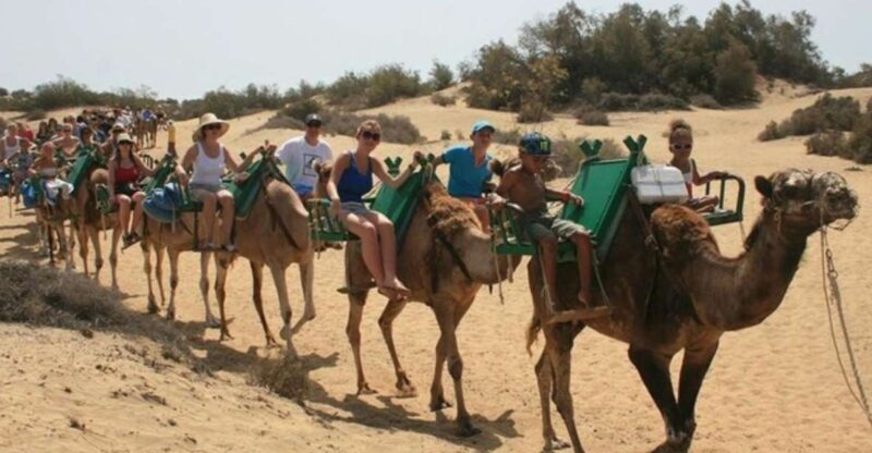 Maspalomas: Guided Camel Ride in the Maspalomas Sand Dunes - Key Points
