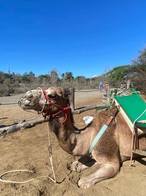 Maspalomas: Guided Camel Ride in the Maspalomas Sand Dunes - The Guides: Saharawi Support That Makes a Difference
