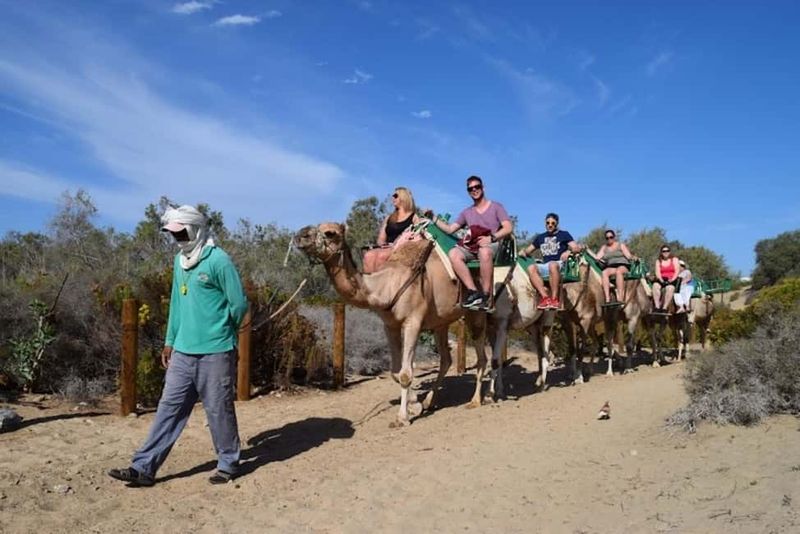 Maspalomas: Guided Camel Ride in the Maspalomas Sand Dunes - Camels That Feel Well Cared For