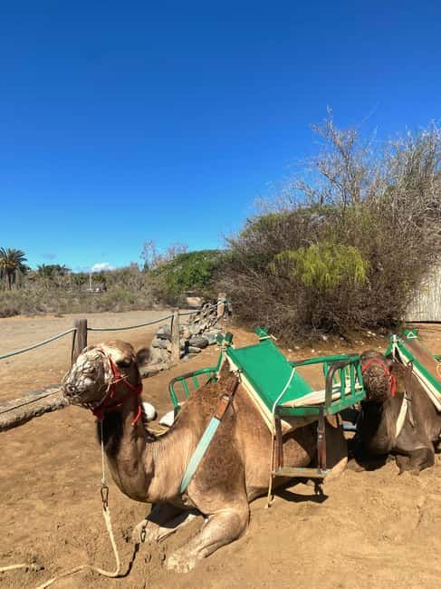 Maspalomas: Guided Camel Ride in the Maspalomas Sand Dunes - What You See: Maspalomas Dunes From a Camel’s-Eye Level