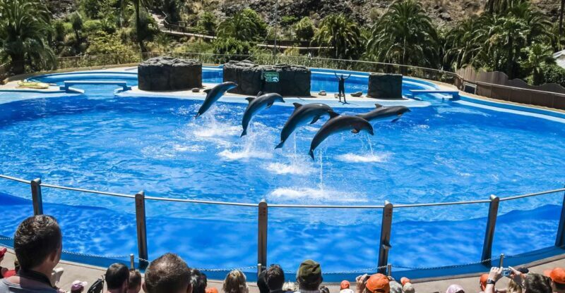 Maspalomas: Palmitos Park Ticket with Dolphin and Bird Shows - What to Expect on Your Visit