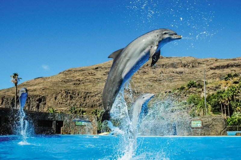 Maspalomas: Palmitos Park Ticket with Dolphin and Bird Shows - Practical Tips for Your Visit
