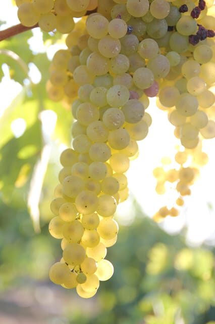 MASTERCLASS COGNAC - FAQ