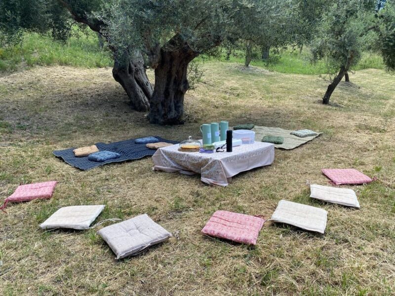 Matera: Pic-Nic under the Centuries-Old Olive Trees - An In-Depth Look at the Experience
