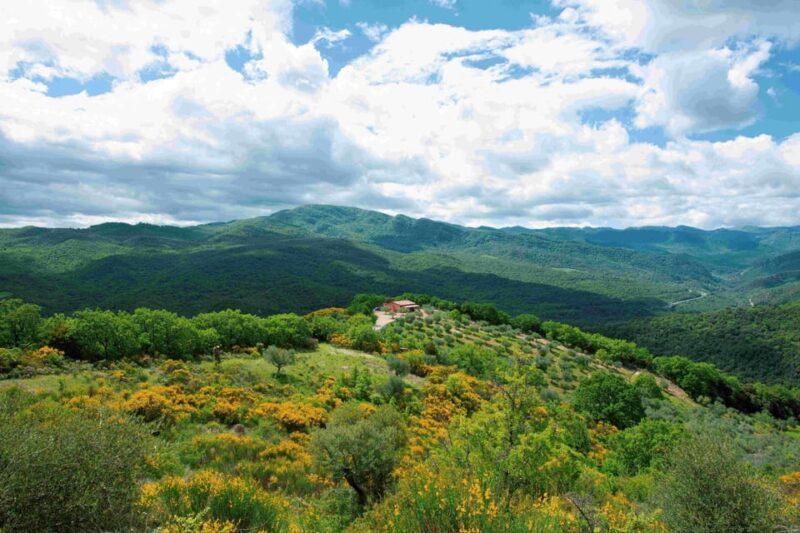 Matera: Pic-Nic under the Centuries-Old Olive Trees - Full Breakdown of the Itinerary