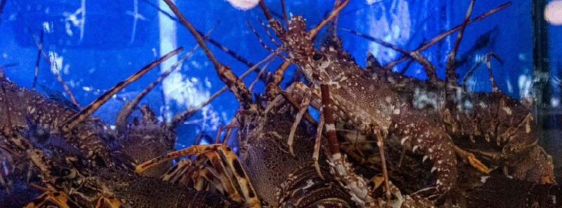 Matosinhos: A Gastronomic Experience at a Luxury Seafood Restaurant. - FAQ