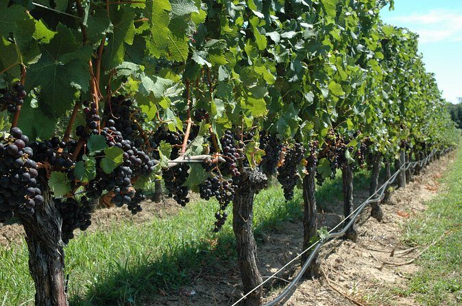 Mattituck New York Guided Farm and Wine Country Bike Tour - The Practical Side