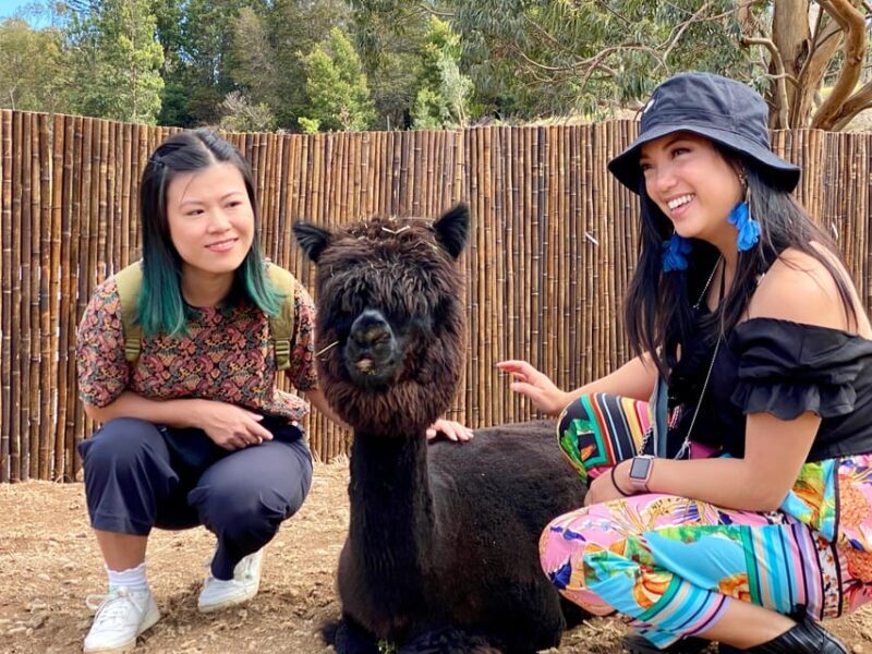 Maui: Alpaca Farm Visit with Hands-On Activities - Final Thoughts