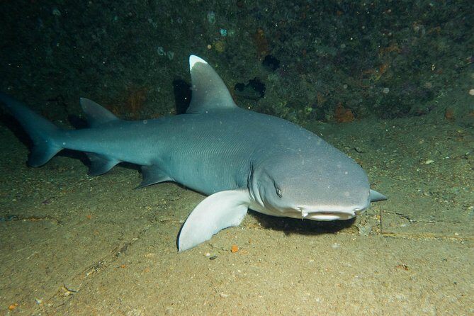 Maui Certified Shore Diving from Lahaina - FAQ