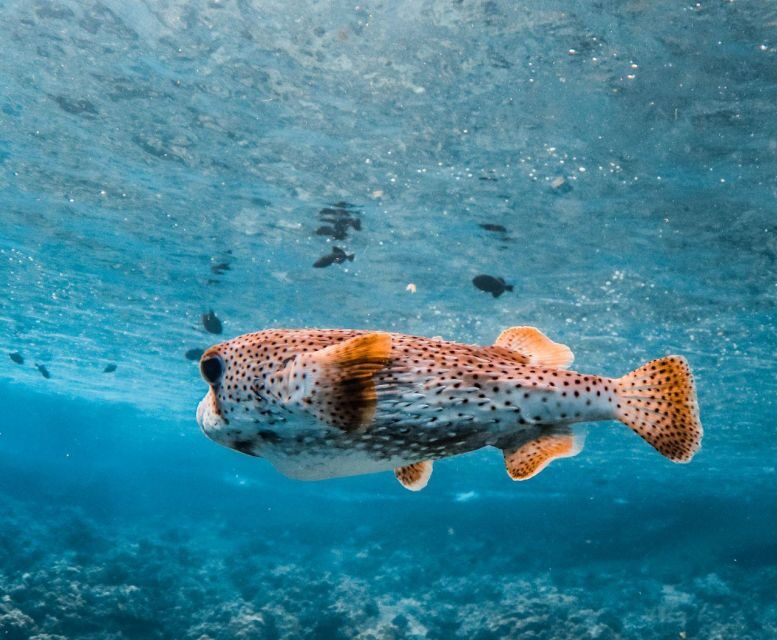 Maui: Deluxe Molokini Snorkel with Breakfast & Lunch - FAQs