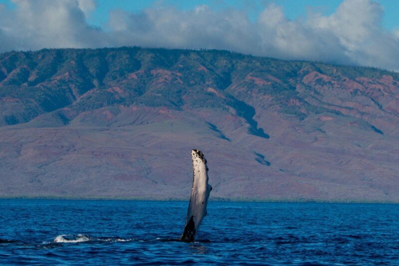 Maui: Deluxe Whale Watch Sail & Lunch from Ma`alaea Harbor - Authentic Traveler Insights