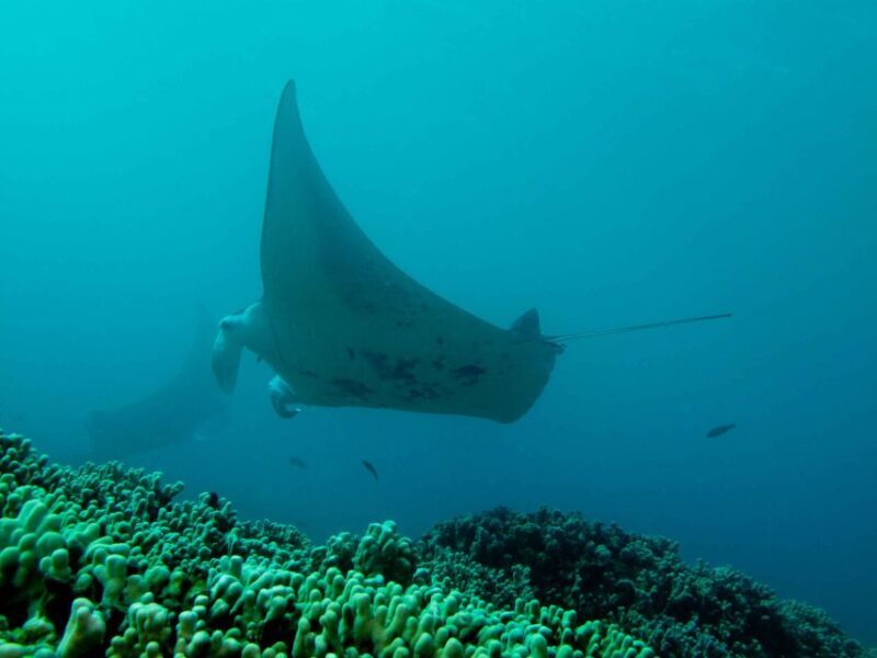 Maui: Eco-Friendly Conservation Scuba Dive Certified Divers - Who Should Consider This Experience?