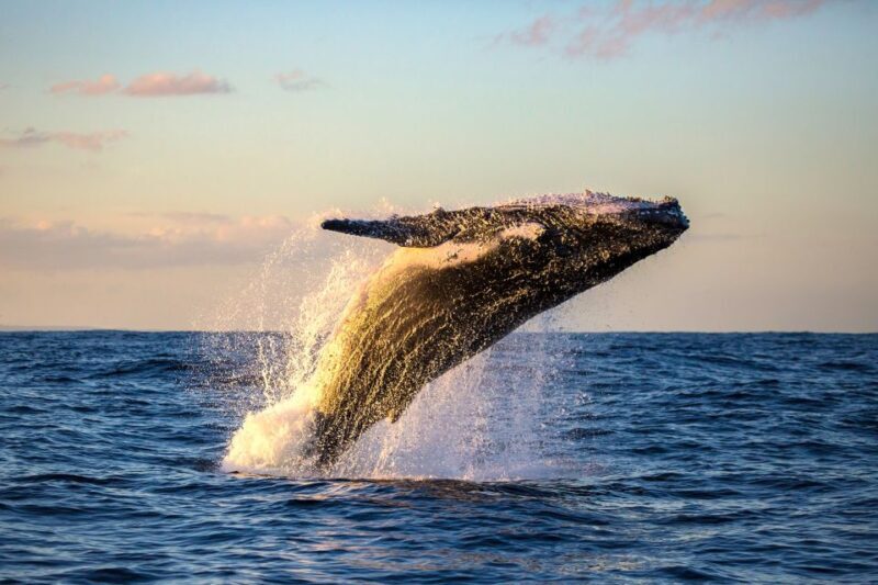 Maui: Eco-Friendly Whale Watching Tour from Ma'alaea Harbor - The Experience in Detail