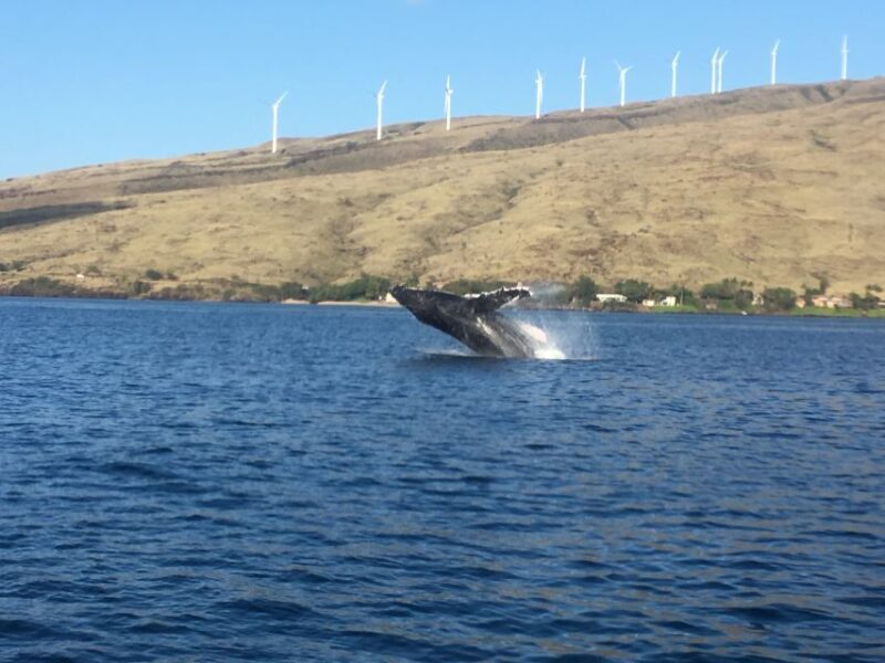 Maui: Eco-Friendly Whale Watching Tour from Ma'alaea Harbor - Who Is This Tour Best For?