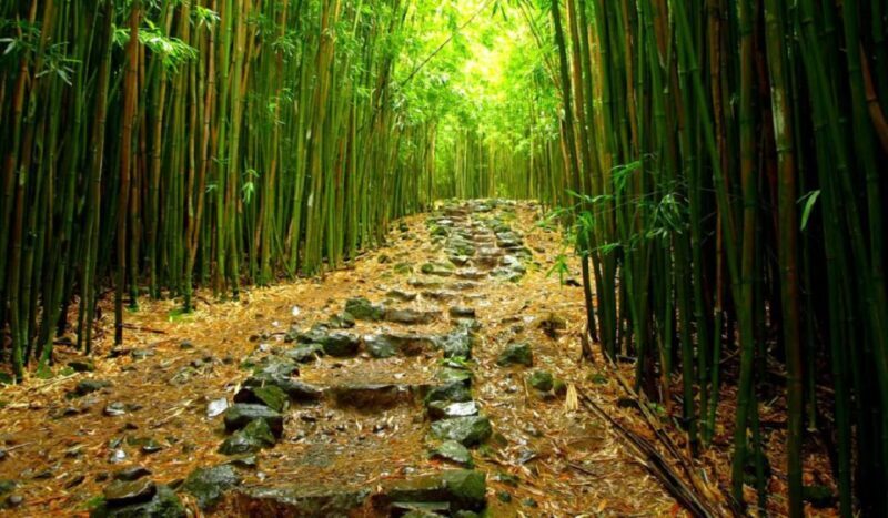 Maui: Full Day Hiking Tour with Lunch - Who Is This Tour Best For?