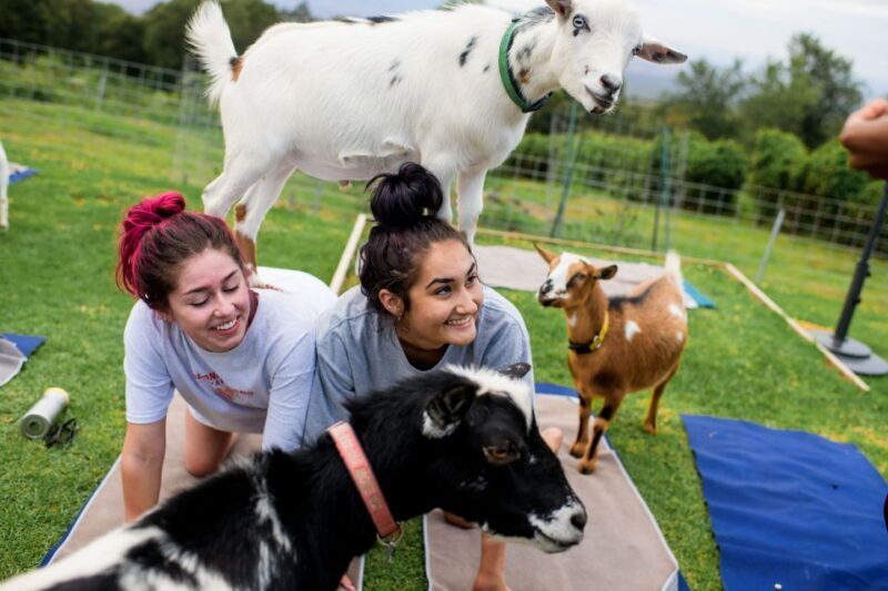 Maui Goat Yoga with Miniature Goats - What Is Maui Goat Yoga? An Overview