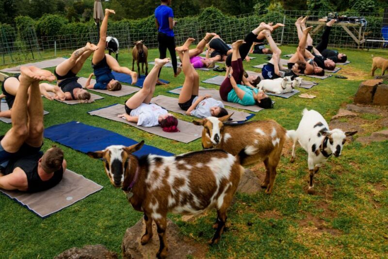 Maui Goat Yoga with Miniature Goats - Pricing and Value