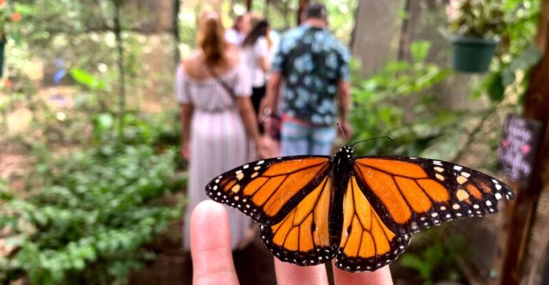 Maui: Interactive Butterfly Farm Entrance Ticket - Exploring the Maui Butterfly Farm Experience