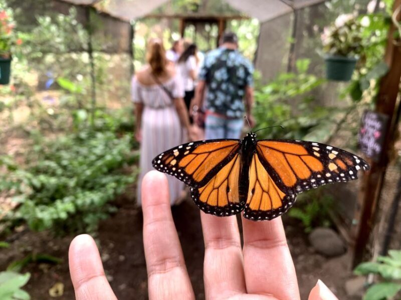 Maui: Interactive Butterfly Farm Entrance Ticket - The Practical Side: Pricing, Booking, and Group Size