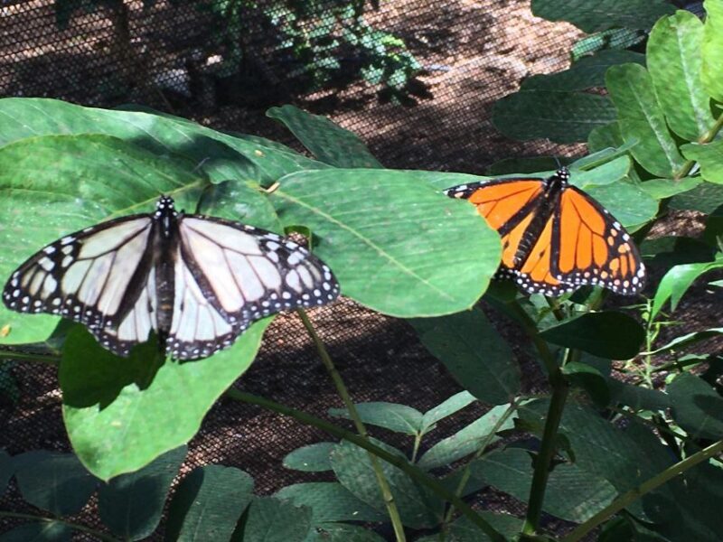 Maui: Interactive Butterfly Farm Entrance Ticket - FAQ