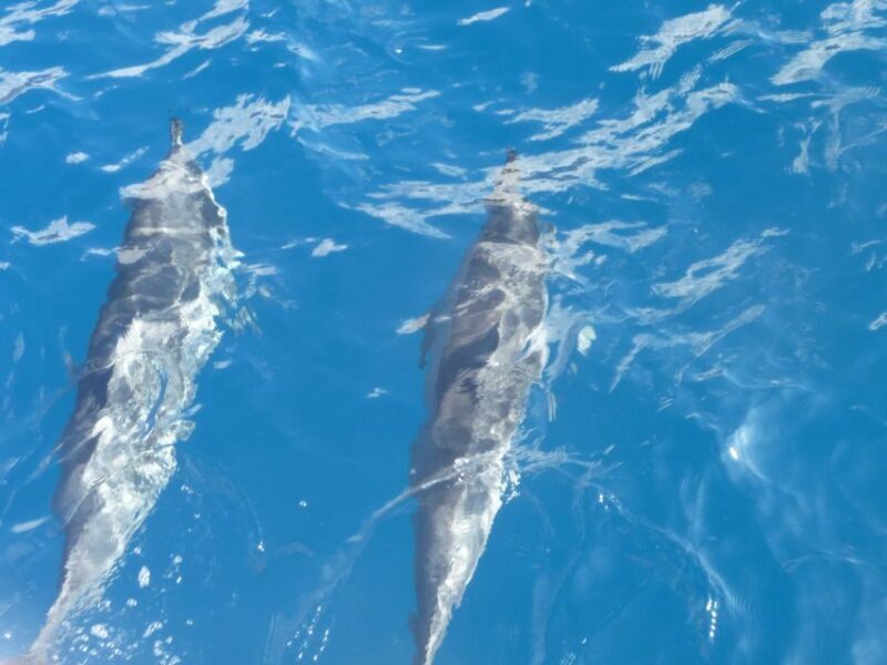 Maui: Kaanapali Beach 4-hour Snorkel w/ BBQ Lunch & Open Bar - What to Expect from This Maui Snorkeling Adventure