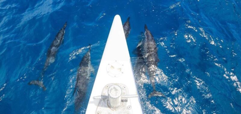 Maui: Kaanapali Beach 5-hr Snorkel w/ BBQ Lunch & Open Bar - The Food & Beverage Experience