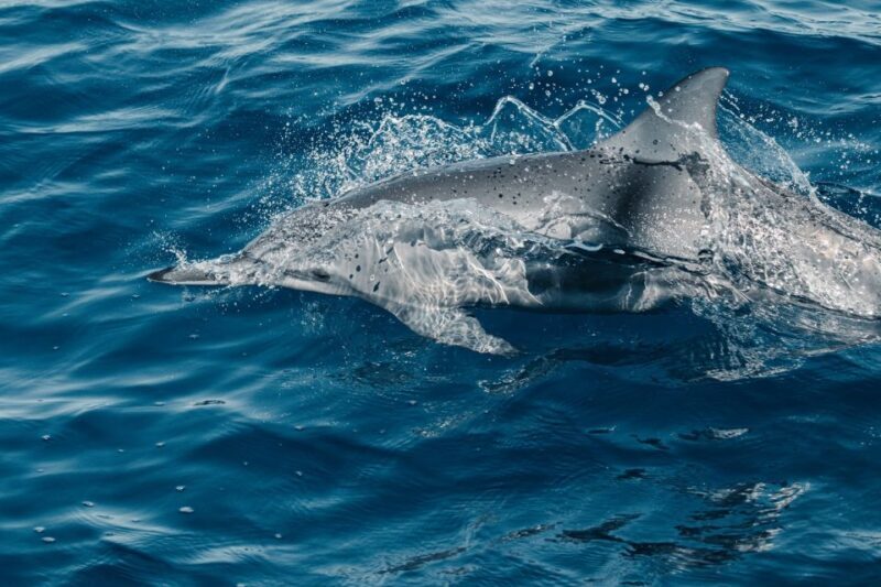 Maui: Kaanapali Dolphin Watching Boat Trip with Lunch - Who Is This Tour Best For?