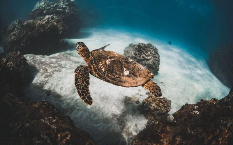 Maui: Luxury Catamaran Turtles & Tacos Snorkel - FAQ