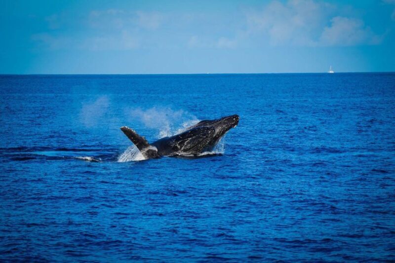 Maui: Luxury Catamaran Whale Watch & Sail - Why This Tour Is Worth Considering