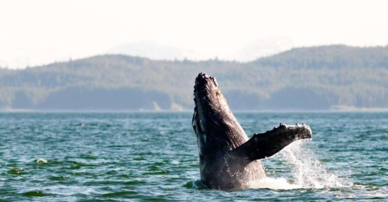 Maui: Luxury Catamaran Whale Watch & Sail - FAQ