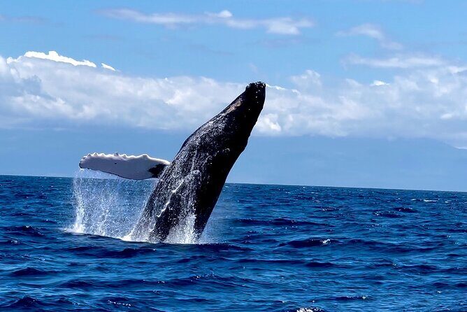 Maui Mid Day Magic Whale Watch - Key Points