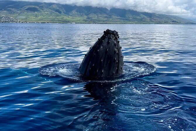 Maui Mid Day Magic Whale Watch - Who Will Love This Tour?