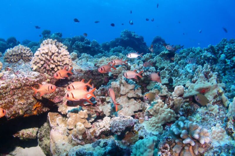 Maui: Molokini Snorkel and Performance Sail with Lunch - Practical Tips for Booking & Enjoying