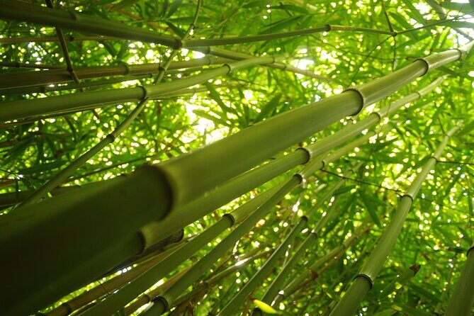 Maui part-way to Hana North Shore sightseeing & Photography Tour! - FAQ