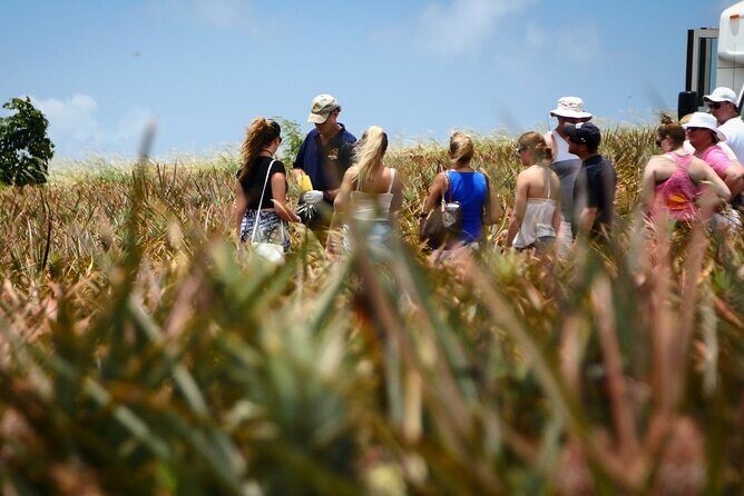 Maui Pineapple Farm Tour in Haliimaile - A Closer Look at the Maui Pineapple Farm Tour
