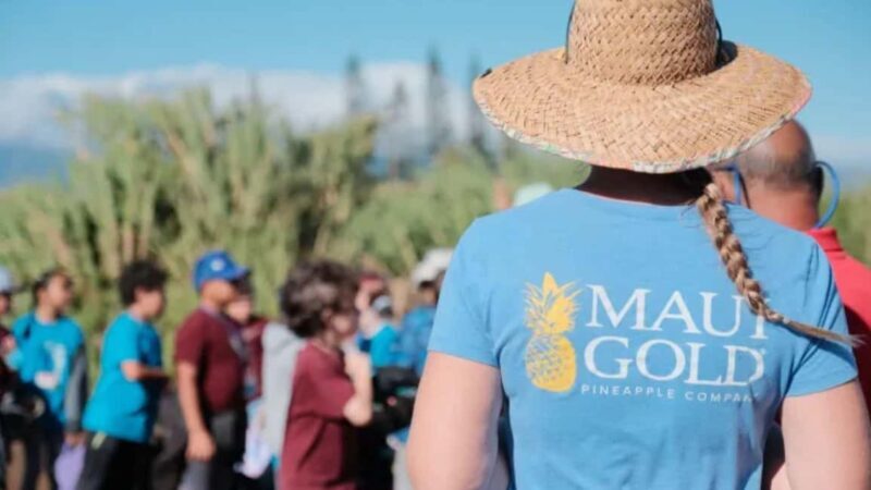 Maui: Pineapple Planting Experience - The Experience in Detail