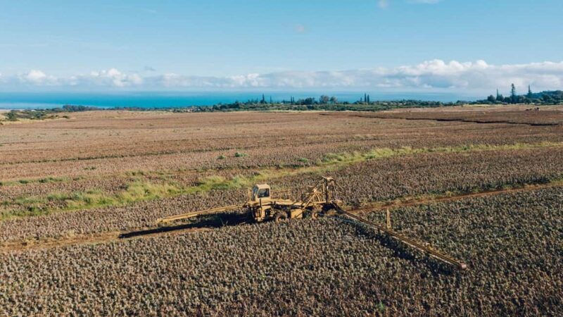 Maui: Pineapple Planting Experience - FAQs