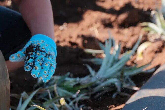 Maui Pineapple Planting Experience - Key Points