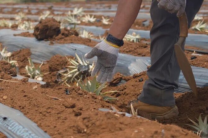 Maui Pineapple Planting Experience - Practical Details: What to Know Before You Go