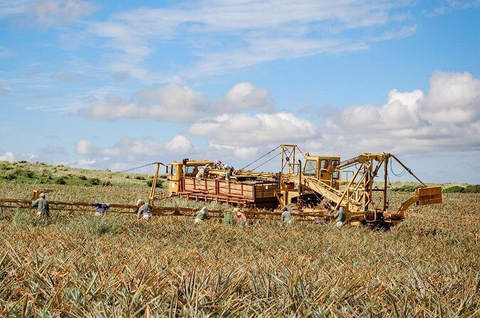 Maui Pineapple Tour: Farm and Feast Experience - Authentic Traveler Feedback