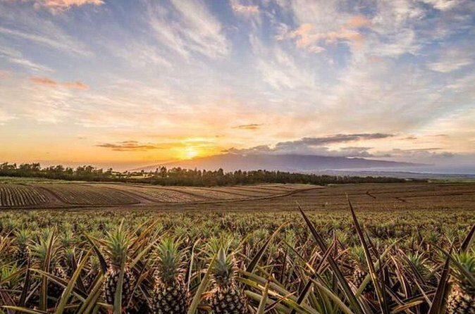 Maui Pineapple Tour: Farm and Feast Experience - FAQs