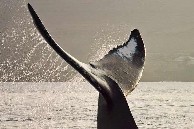 Maui Premium Sunset Dinner Cruise & Whale Watch - An In-Depth Look at the Maui Whale Watch & Sunset Cruise