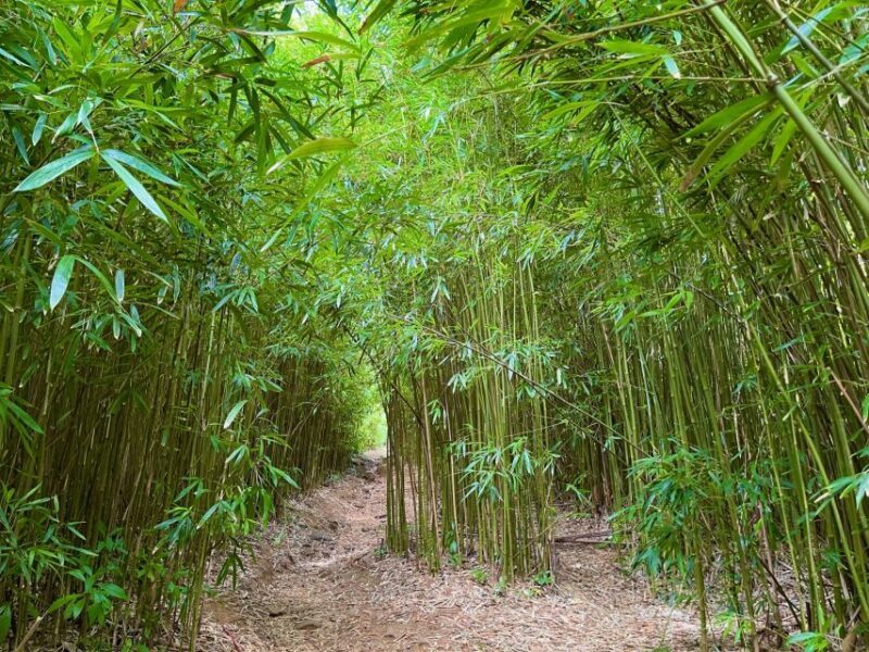 Maui: Private All-Inclusive Road to Hana Tour with Pickup - Final Thoughts