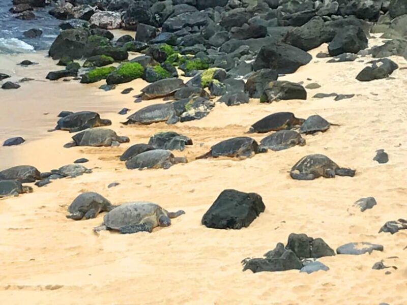 Maui: Private Halfway to Hana Tour - Key Points