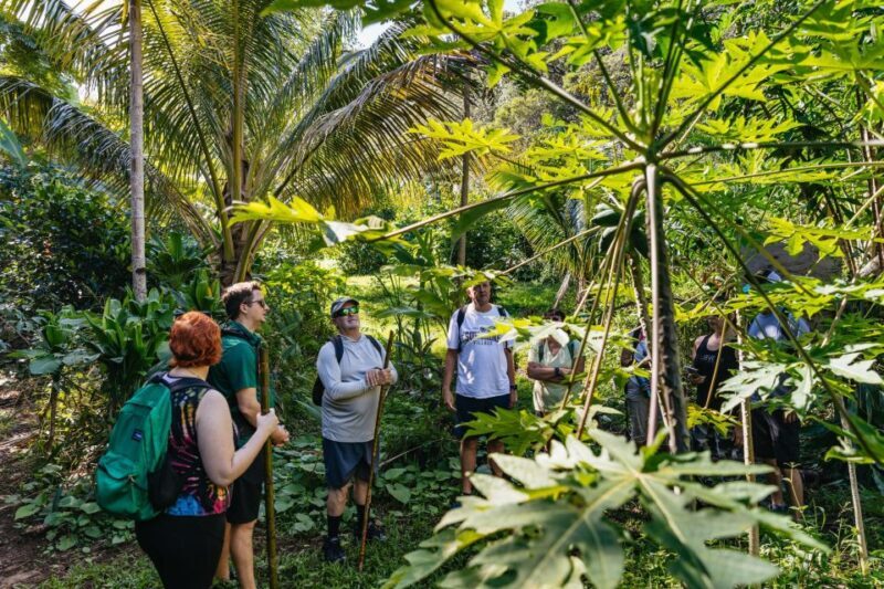 Maui: Rainforest Waterfalls Guided Hike with Picnic Lunch - Setting the Scene: What’s the Tour All About?