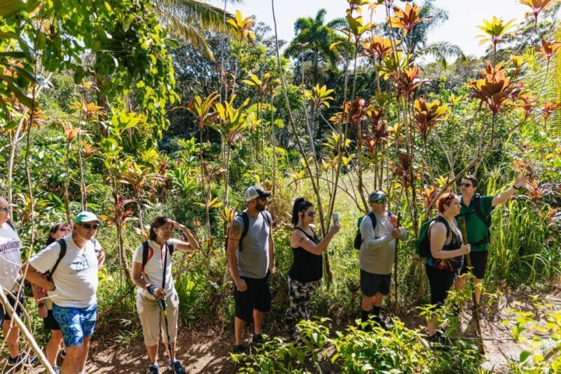 Maui: Rainforest Waterfalls Guided Hike with Picnic Lunch - Who Will Love This Tour?