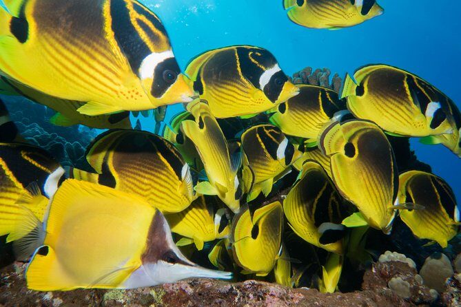 Maui Scuba Diving Introductory Lesson from Lahaina - What the Itinerary Looks Like