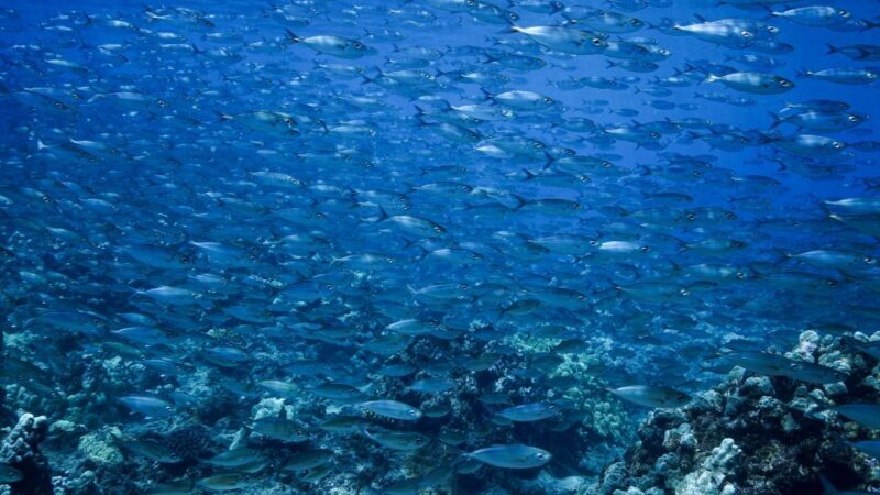 Maui: Small Group Shark & Turtle Scuba Dive from Shore - What to Expect from Your Dive