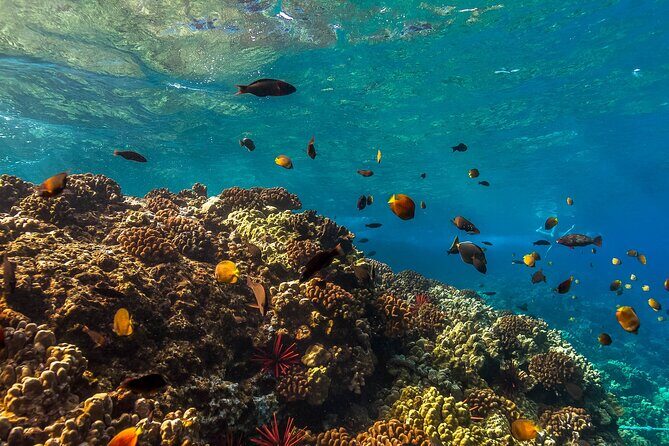 Maui Snorkel and Sunset Sail - Who Should Consider This Tour?